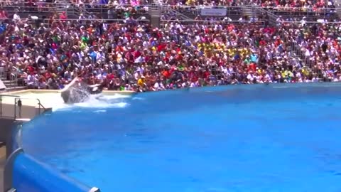 Seaworld SHAMU Killer Whale Show