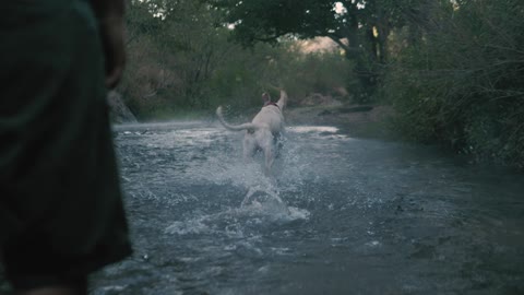 The canine gets a ball in a waterway