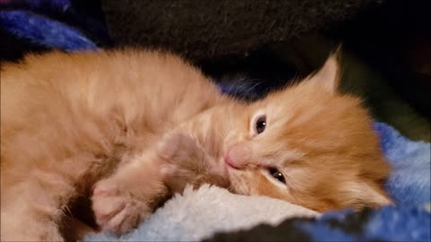 Lazy cute cat living quietly