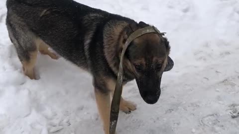 Winter walk German shepherd