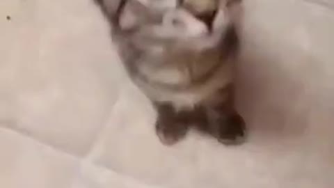 Cutest Singing Cat Ever❤️