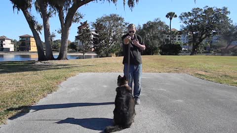 Teaching your Dog to Sit and Stay