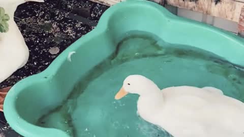 it’s your bath day... Quack quack quack quack...