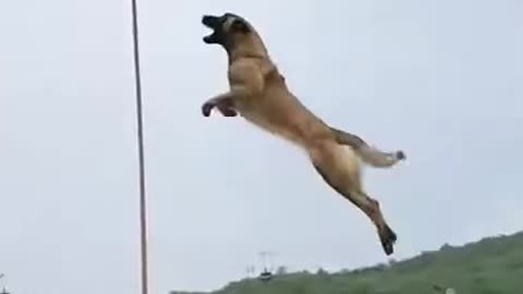 Best Army Dog training video