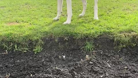 Cute dog trying to catch her tail