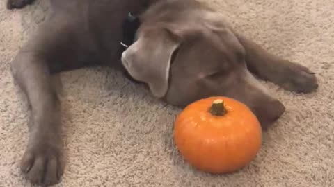 Gunnar and the Pumpkin