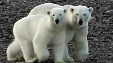 Polar bears on the Yamal Peninsula