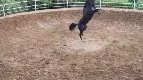 Dancing Horse