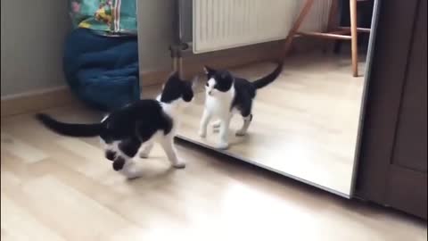 Cats See in Mirror Funny Moments