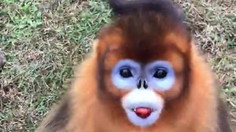 Cute golden snub nosed monkeys