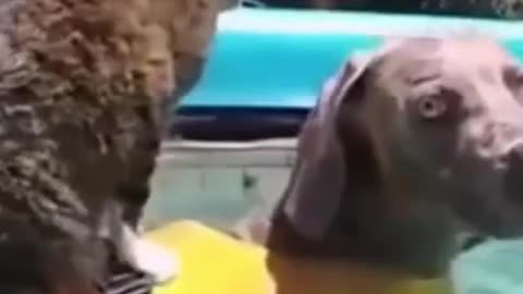 Cat Uses Dog to Float in the Pool