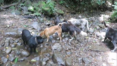 Territorio de Zaguates "Land of The Strays" Dog Rescue Ranch Sanctuary in Costa Rica