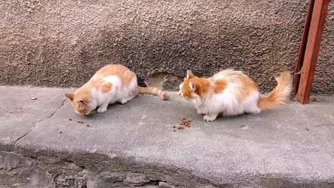 🐈 Cats taking meals amazing way