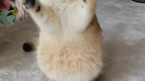 Cute chubby cat playing wit her favorite toy