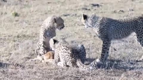 Lion playing with kids