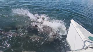 Sharks in Key West 1