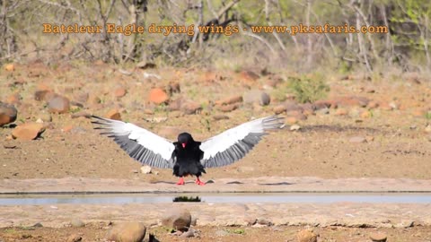 Majestic Bateleur Eagle Flaunts Its Plumes, Greeting The Sun