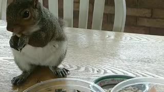 Squirrel eating peanuts and sunflower seeds 🐿️/Mika The Squirrel 🥰.