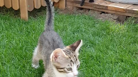 Cats fighting mode💪💪😍😍 amazing kittens doing some play in the garden