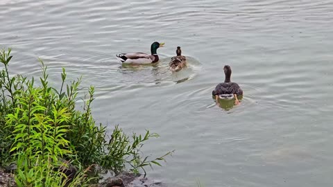 A goose and some ducks by the river / Waterfowl eating stale bread.