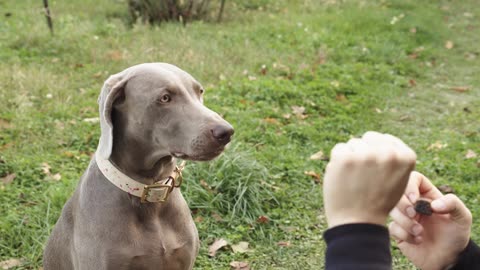 Train your dog to wait for food