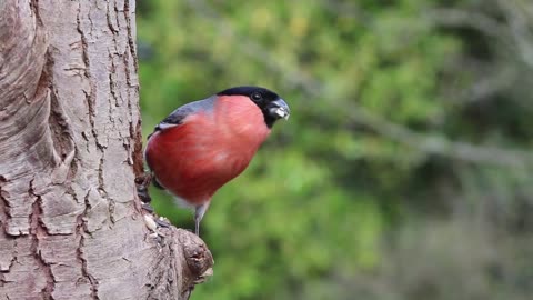 Bull finch bird