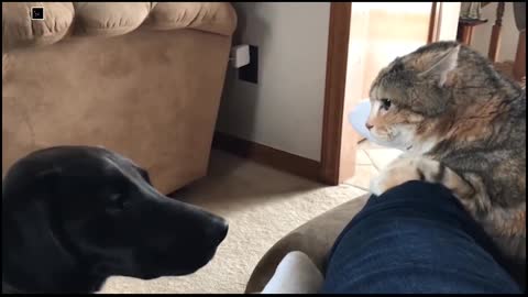 Cat Punching Dog