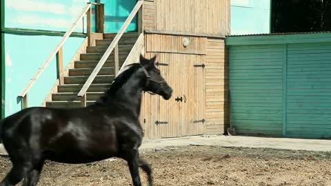 A black horse and a brown foal are having fun at the ranch on a clear summer day in the fresh air