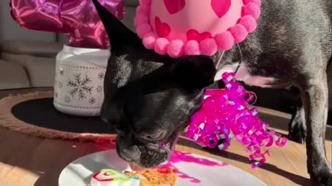 Happy birthday, I'll eat the cake