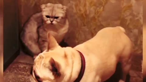 Pet and cat fighting funny videos cautch on hidden cam