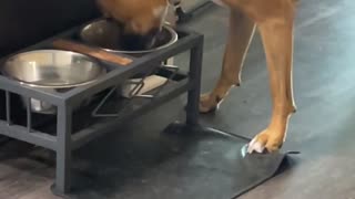 Dog Pretends To Dine
