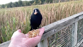 Hand-Feeding the Red-Winged Blackbird in Slow Motion.
