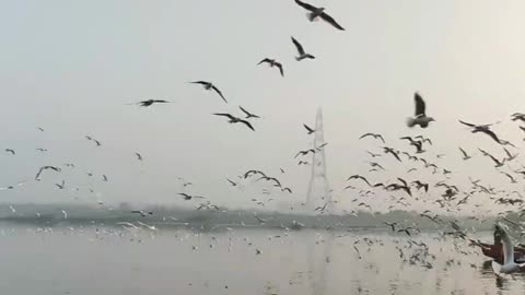 Beautyful Flying Birds 🕊️