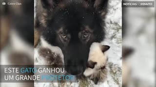 Gatinho ganha um fiel protetor: um pastor alemão