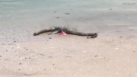 Unknown Sea Creature Washed up On Beach