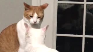 Naughty Cat Gets A Taste Of His Own Medicine