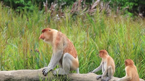 Funny Proboscis Monkeys mating stock video