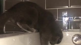 Cat play with Dish wash soap