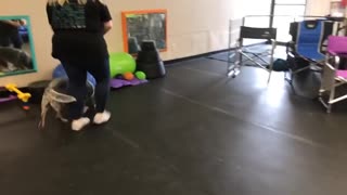 Dog training videos