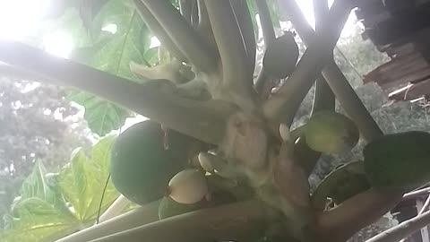 Papaya plant