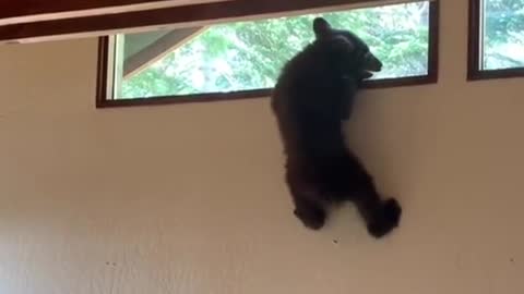 No words, just this baby bear trying to sneak out of a window. Video Storyful