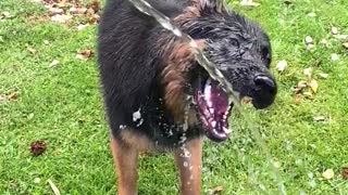 Hilarious pup drinks from hose in slow motion
