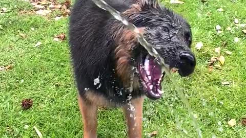 Hilarious pup drinks from hose in slow motion