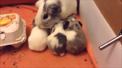 Baby Guinea Pigs Popcorning - CUTEST Compilation