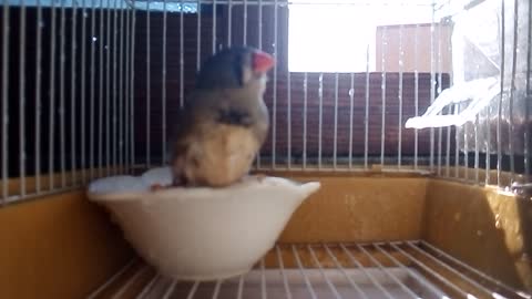funny bird takes a shower