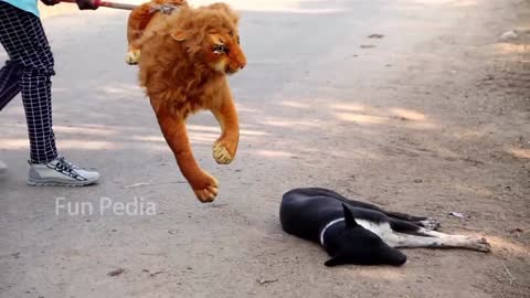 Fake lion prank Dogs So Funny Can not Stop laugh | must watch New Funny prank
