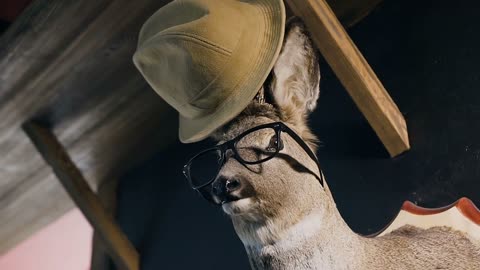 Hunter trophy - deer in the glasses and hat on the head