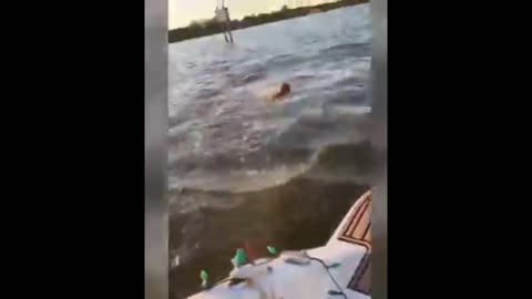 Dog want to catch a fish