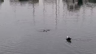 Octopus Eats Seagull in Southern Spain