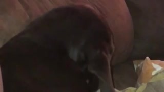 Woman calls brown dog it puts head up